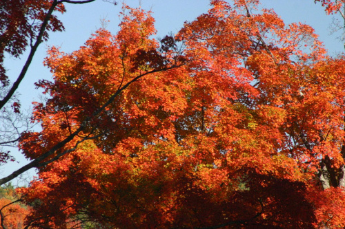 #jesien #drzewa #kolory #pzryroda