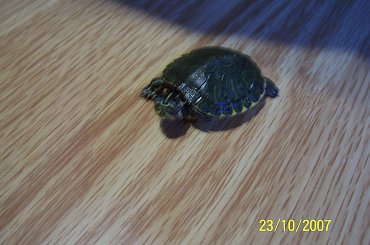 moje żółwie #żółwie