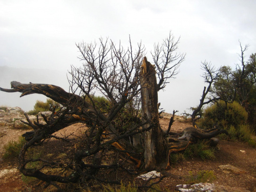 Wielki Kanion Kolorado (Arizona)