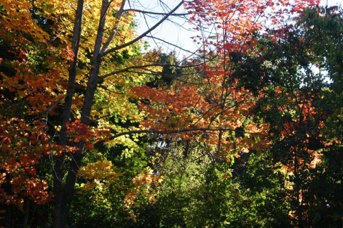 #drzewa #kolory #przyroda #jesien