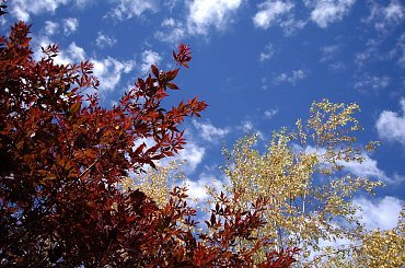 kolory jesieni #chmurki #drzewa #jesien #Kanada #niebo #ogrod #widoki