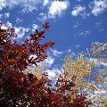kolory jesieni #chmurki #drzewa #jesien #Kanada #niebo #ogrod #widoki