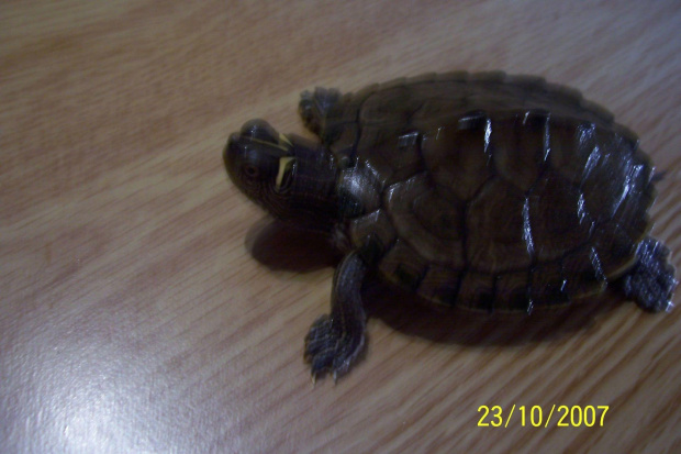 moje żółwie #żółwie