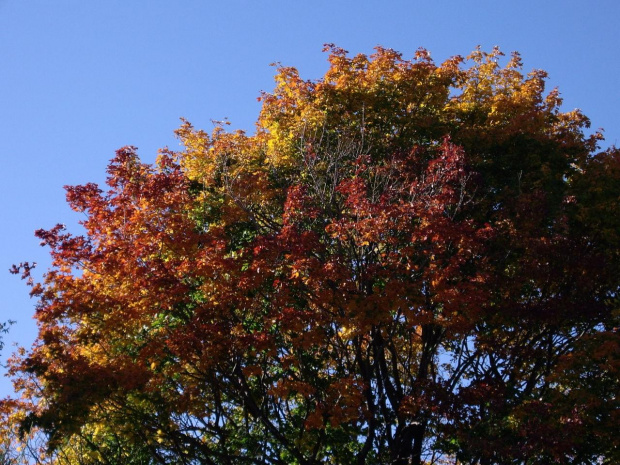 kolory jesieni #jesien #BarwyJesieni #ogrod #klon #niebo