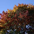 kolory jesieni #jesien #BarwyJesieni #ogrod #klon #niebo