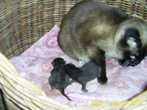 Kocia mama z dziecmi #zwierzęta #koty