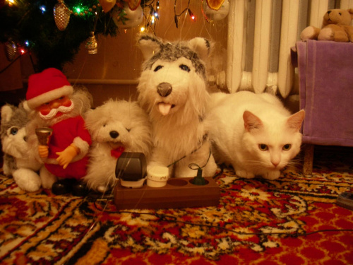 Boże Narodzenie #zwierzęta #koty