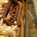 #gady #mahoniowy #mahoniówka #okeetee #orca #orka #reptilies #snake #snakes #terrarium #trociny #wąż #WążMahoniowy #WążZbożowy #węże #zbożowy #zbożówka
