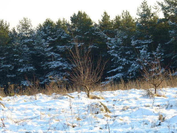 ŚWIĘTA W oLKUSZU