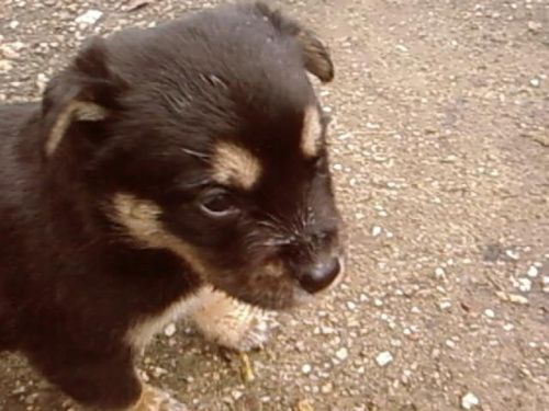 Piesek mojej psiuni :] #pies #szczenię #zwierzę #piesek