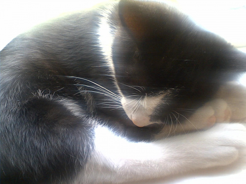 Mika śpi #koty #KotyKulki