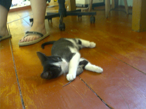 Mika odpoczywa #koty #KotyKulki