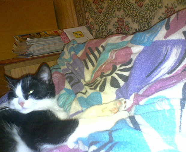 Mika #koty #KotyKulki