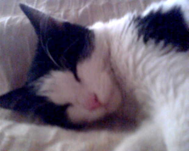 Gwizdek śpi #koty #KotyKulki
