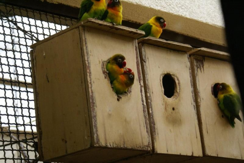 Papużki w ZOO #Papużki #papuga #ptaki #zoo