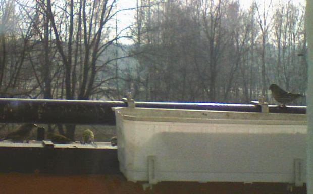 Czyżyki na balkonie #PtakiCzyżeKarmnik