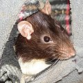 Kropeczek #szczur #ogonek #zwierzęta #natura