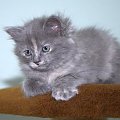 moje marzenie - kotka syberyjska Dasza - juz jest spelnione :)