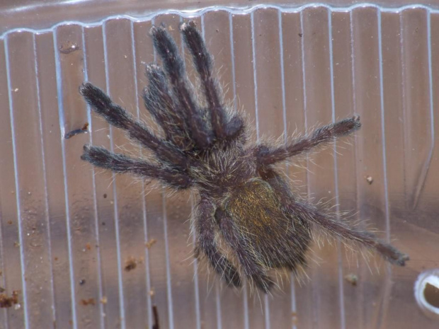 P. murinus