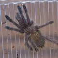 P. murinus