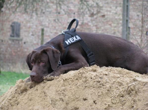 Hexa labrador #KukułowoLabradorHexaCzekladowy