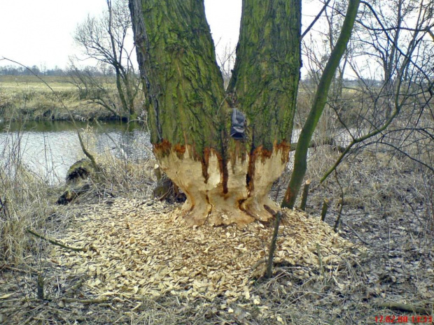 Efekt działania BOBRÓW w mojej okolicy #bóbr #dziura #natura