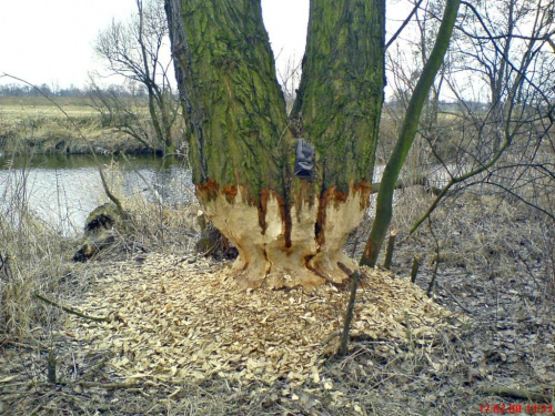 Efekt działania BOBRÓW w mojej okolicy #bóbr #dziura #natura