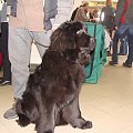 WYSTAWA TORUŃ 2008