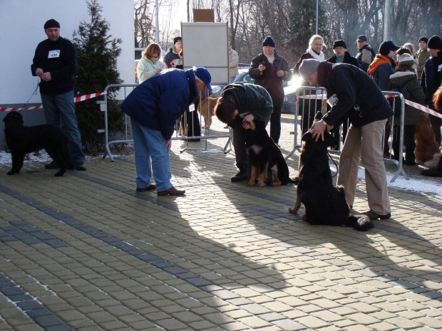 Wystawa Toruń 16.02.2008 Udany debiut w młodzieży - Najlepszy Junior :)