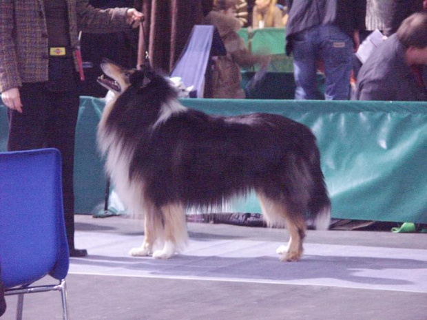 Owczarek szkocki collie