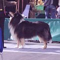 Owczarek szkocki collie