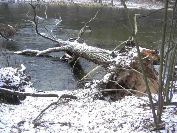 BRZEGIEM BRDY DO GOŁABKA
17.02.08r.