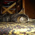MAX I NATASZA - KOTY GRUBSKICH #KOTYKOTMAXNATASZAGRUBSCY