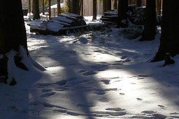 Promienie słońca w zimowej scenerii #ranek #las #zima #słońce #góry