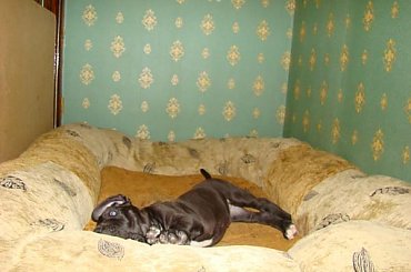 cale moje poslanie hehe :) #DogNiemiecki #villain