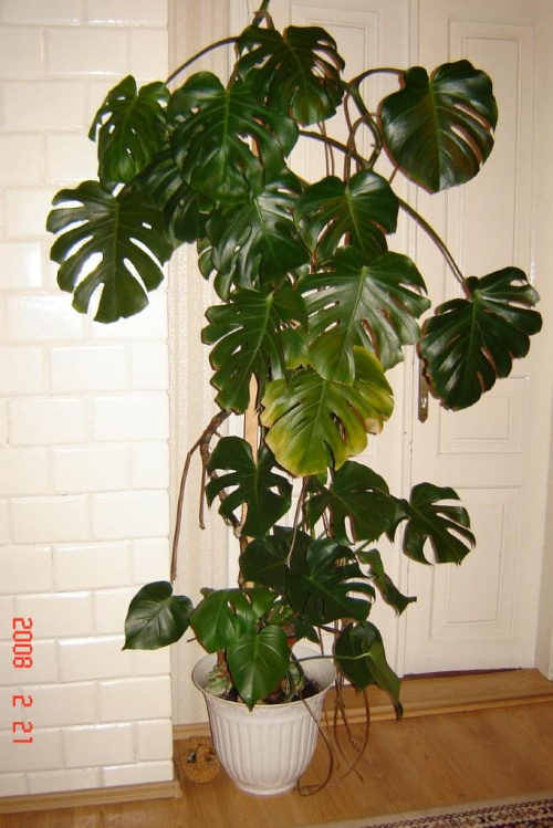 Moja 21-letnia monstera o długości 2,80 cm.