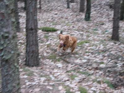 Spacer 24.02.2008 #toller #Gina #NovaScotia