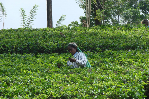 kobieta zrywająca liście herbaty na plantacji