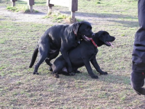 Max Buster Hexa Neska labradory #labrador