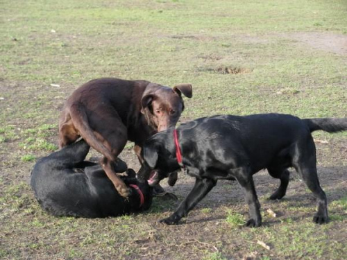 Max Buster Hexa Neska labradory #labrador