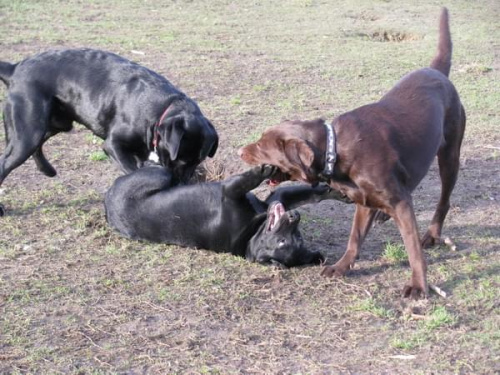 Max Buster Hexa Neska labradory #labrador