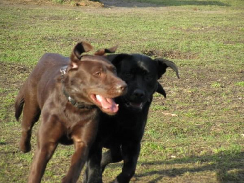 Hexa, Max, Neska, Buster labradory #LabradoryPsy