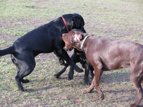 Max Buster Hexa Neska labradory #labrador