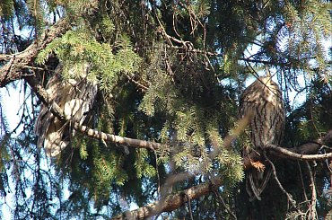 odpoczywające uszatki #sowa #uszatka