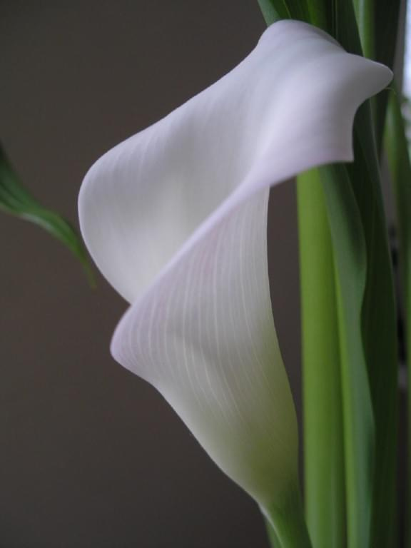 calla #kwiatki #kwiaty