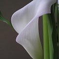 calla #kwiatki #kwiaty