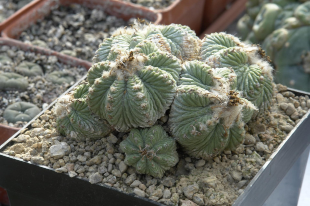 Aztekium ritteri