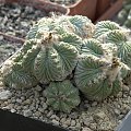 Aztekium ritteri