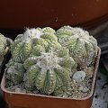 Aztekium ritteri