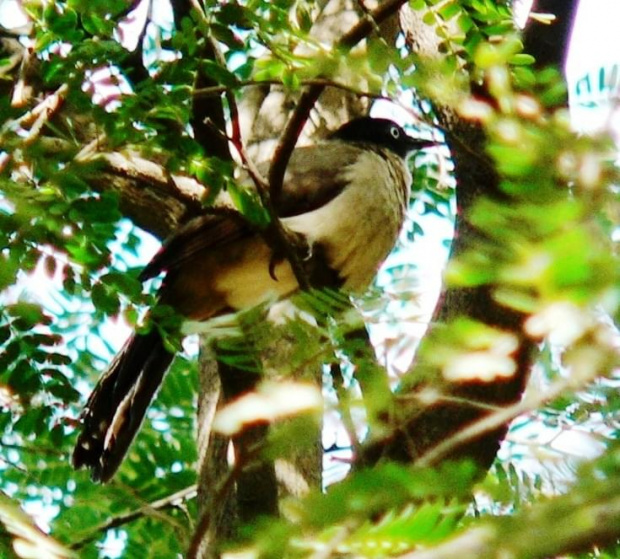 blackcap babbler/turdoides reinwardtii/tymal czarnogłowy (rodzaj: turdoides) Rodzina: Tymaliowate (Kurtodrozdowate)/Old World Babblers/Timaliidae